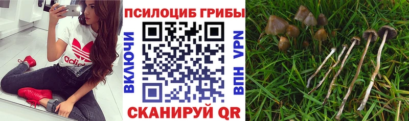 как найти   MEGA маркетплейс  Псилоцибиновые грибы MAGIC MUSHROOMS  Давлеканово 